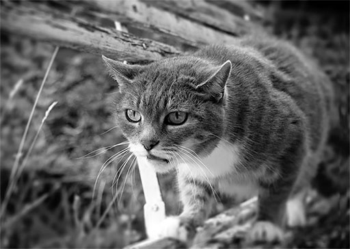 Иллюстрация к книге — Стой, кто ведет? Биология поведения человека и других зверей [i_118.jpg]