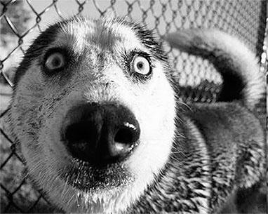 Иллюстрация к книге — Стой, кто ведет? Биология поведения человека и других зверей [i_119.jpg]