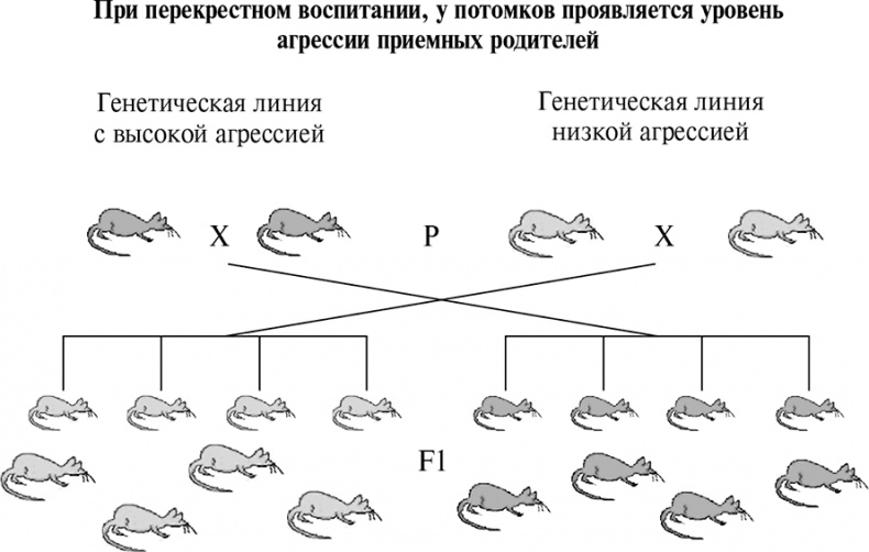 Иллюстрация к книге — Стой, кто ведет? Биология поведения человека и других зверей [i_122.jpg]