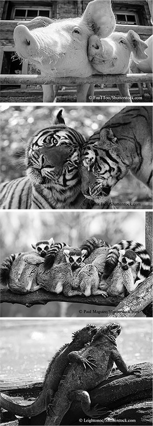 Иллюстрация к книге — Стой, кто ведет? Биология поведения человека и других зверей [i_135.jpg]