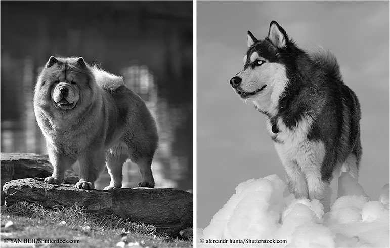 Иллюстрация к книге — Стой, кто ведет? Биология поведения человека и других зверей [i_136.jpg]