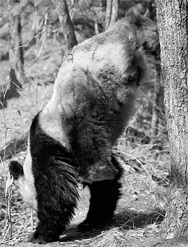 Иллюстрация к книге — Стой, кто ведет? Биология поведения человека и других зверей [i_138.jpg]