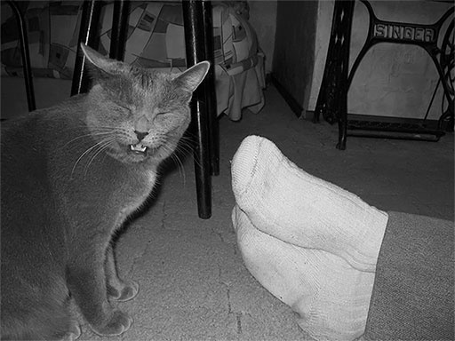 Иллюстрация к книге — Стой, кто ведет? Биология поведения человека и других зверей [i_143.jpg]