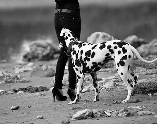 Иллюстрация к книге — Стой, кто ведет? Биология поведения человека и других зверей [i_146.jpg]