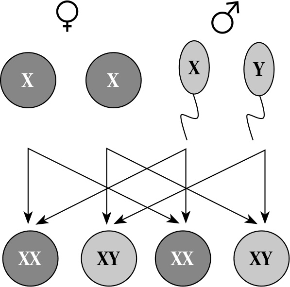 Иллюстрация к книге — Стой, кто ведет? Биология поведения человека и других зверей [i_148.jpg]