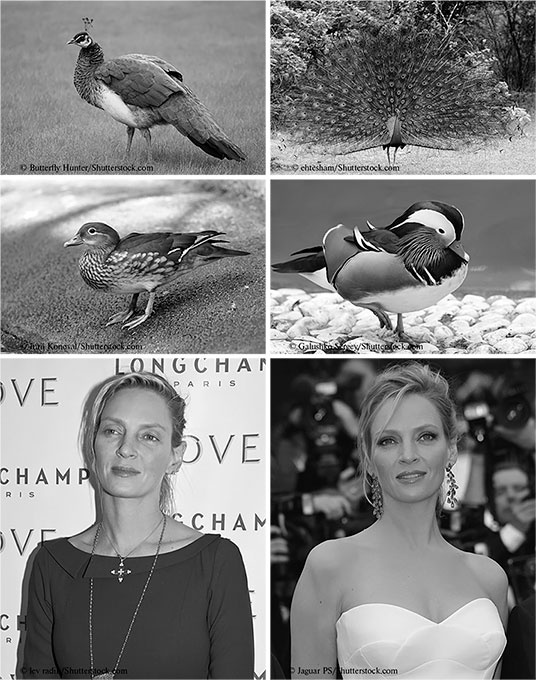 Иллюстрация к книге — Стой, кто ведет? Биология поведения человека и других зверей [i_162.jpg]