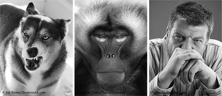 Иллюстрация к книге — Стой, кто ведет? Биология поведения человека и других зверей [i_186.jpg]