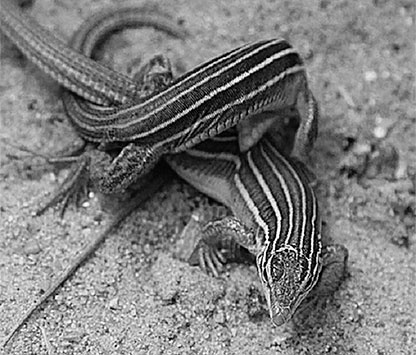 Иллюстрация к книге — Стой, кто ведет? Биология поведения человека и других зверей [i_187.jpg]