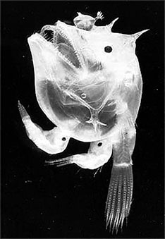 Иллюстрация к книге — Стой, кто ведет? Биология поведения человека и других зверей [i_188.jpg]