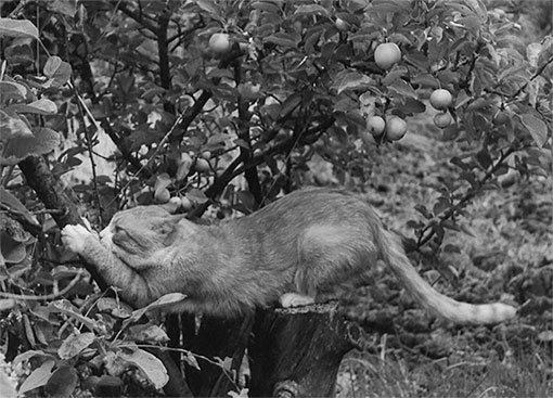 Иллюстрация к книге — Стой, кто ведет? Биология поведения человека и других зверей [i_205.jpg]