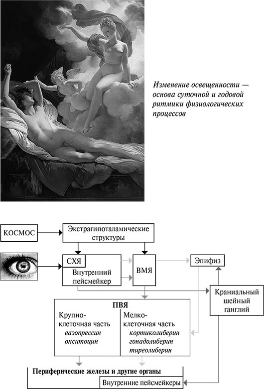 Иллюстрация к книге — Стой, кто ведет? Биология поведения человека и других зверей [i_219.jpg]