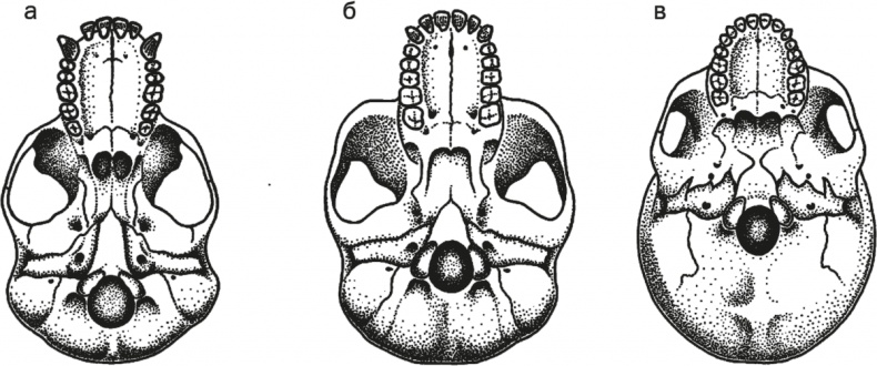 Иллюстрация к книге — Достающее звено. Книга 1. Обезьяна и все-все-все [i_001.jpg]