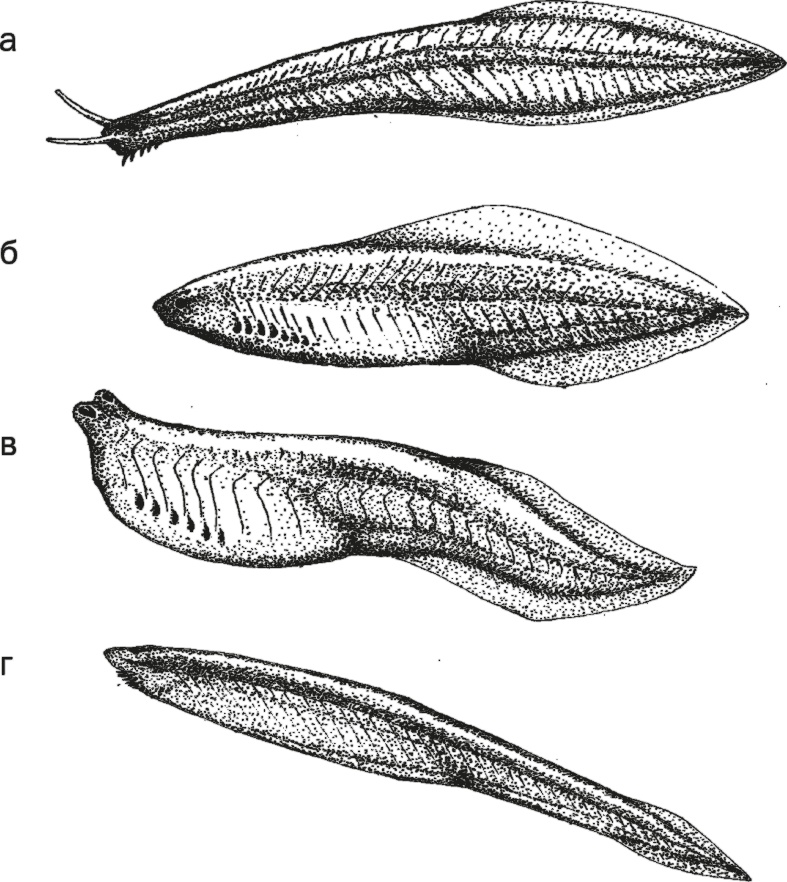 Иллюстрация к книге — Достающее звено. Книга 1. Обезьяна и все-все-все [i_007.jpg]