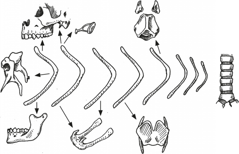 Иллюстрация к книге — Достающее звено. Книга 1. Обезьяна и все-все-все [i_008.jpg]