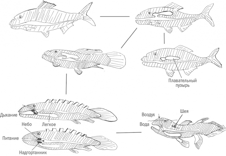 Иллюстрация к книге — Достающее звено. Книга 1. Обезьяна и все-все-все [i_009.jpg]