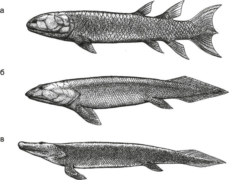 Иллюстрация к книге — Достающее звено. Книга 1. Обезьяна и все-все-все [i_011.jpg]