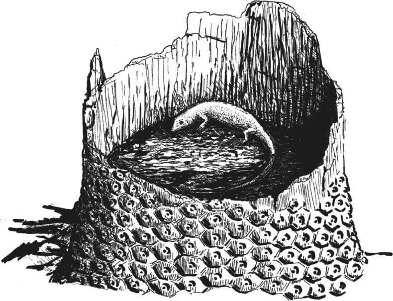 Иллюстрация к книге — Достающее звено. Книга 1. Обезьяна и все-все-все [i_012.jpg]