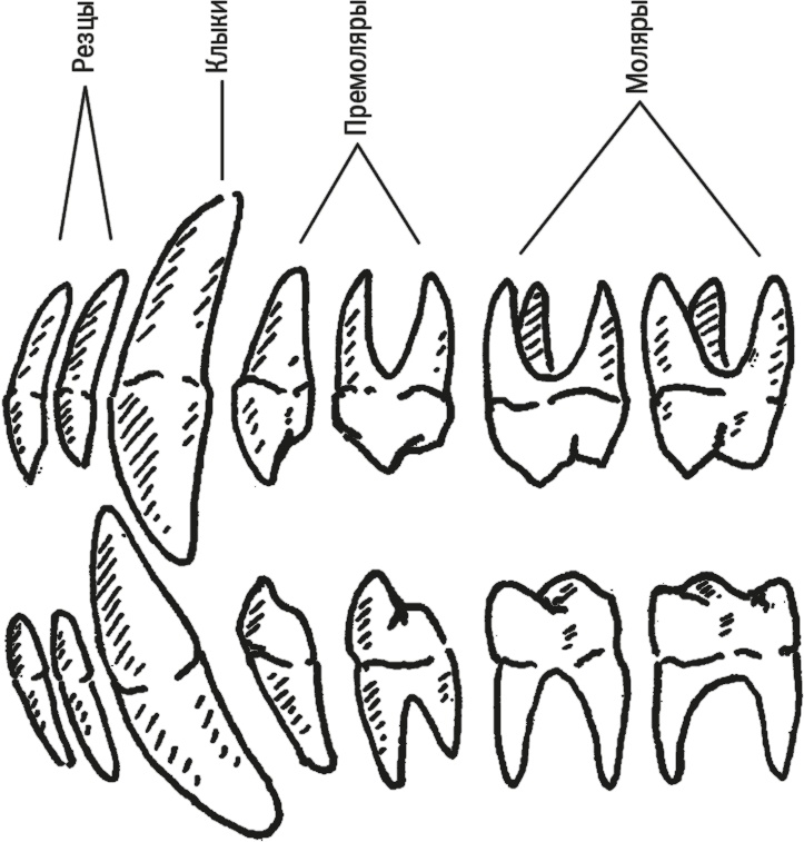 Иллюстрация к книге — Достающее звено. Книга 1. Обезьяна и все-все-все [i_013.jpg]