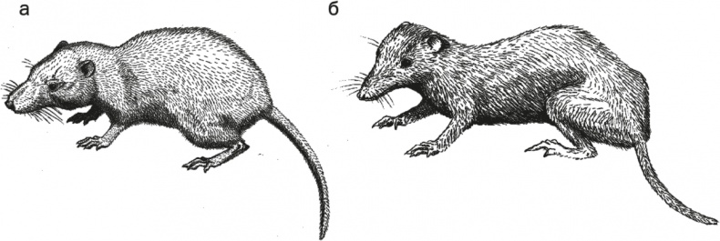 Иллюстрация к книге — Достающее звено. Книга 1. Обезьяна и все-все-все [i_014.jpg]