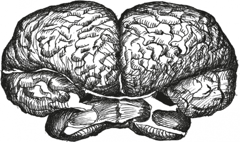 Иллюстрация к книге — Достающее звено. Книга 1. Обезьяна и все-все-все [i_020.jpg]