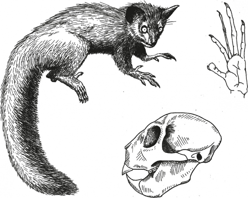 Иллюстрация к книге — Достающее звено. Книга 1. Обезьяна и все-все-все [i_022.jpg]