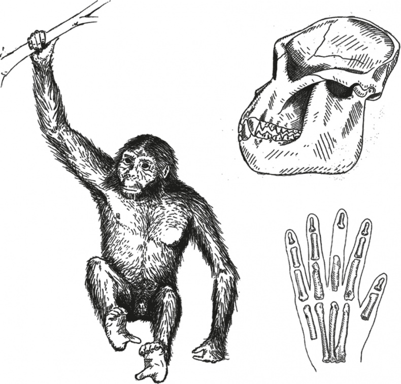 Иллюстрация к книге — Достающее звено. Книга 1. Обезьяна и все-все-все [i_023.jpg]