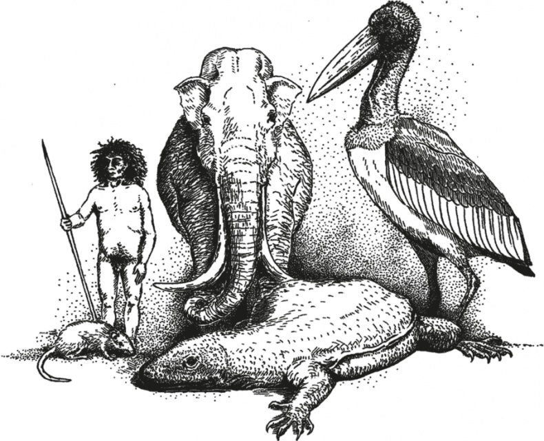 Иллюстрация к книге — Достающее звено. Книга 1. Обезьяна и все-все-все [i_024.jpg]