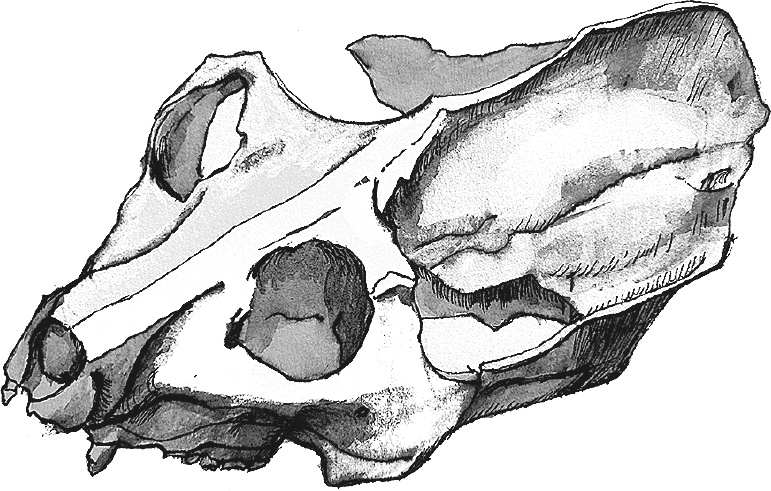 Иллюстрация к книге — Достающее звено. Книга 1. Обезьяна и все-все-все [i_028.jpg]