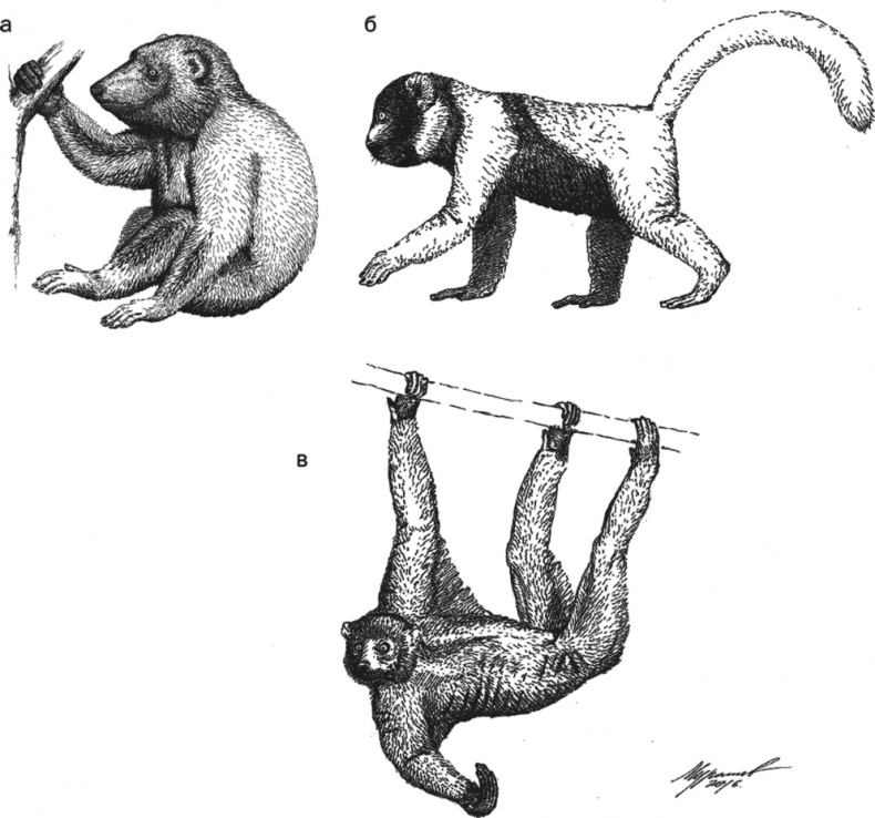 Иллюстрация к книге — Достающее звено. Книга 1. Обезьяна и все-все-все [i_029.jpg]