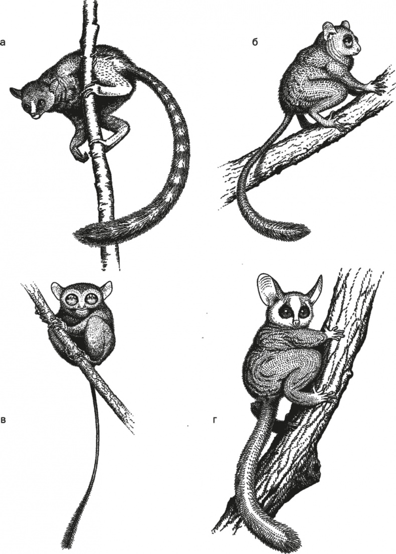 Иллюстрация к книге — Достающее звено. Книга 1. Обезьяна и все-все-все [i_030.jpg]