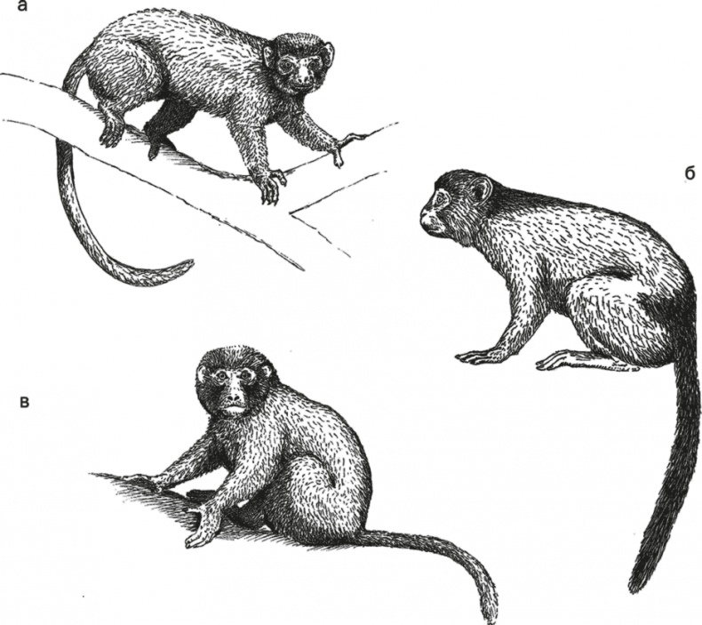 Иллюстрация к книге — Достающее звено. Книга 1. Обезьяна и все-все-все [i_031.jpg]