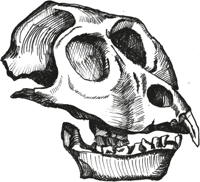 Иллюстрация к книге — Достающее звено. Книга 1. Обезьяна и все-все-все [i_036.jpg]