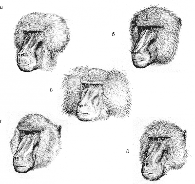 Иллюстрация к книге — Достающее звено. Книга 1. Обезьяна и все-все-все [i_037.jpg]