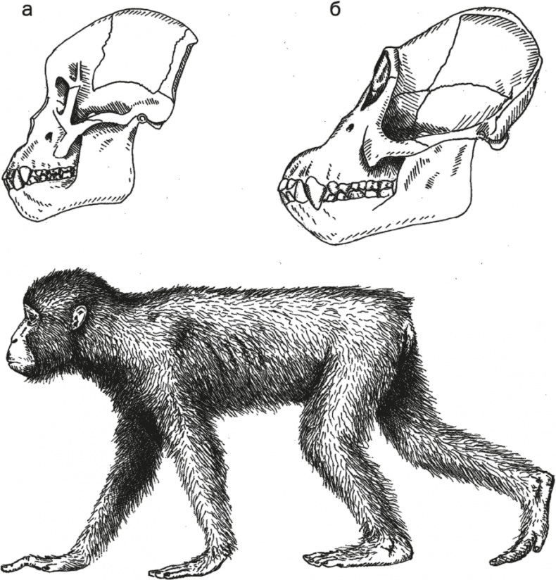 Иллюстрация к книге — Достающее звено. Книга 1. Обезьяна и все-все-все [i_038.jpg]