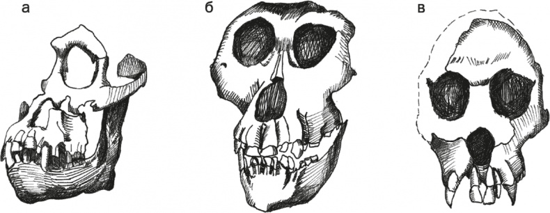 Иллюстрация к книге — Достающее звено. Книга 1. Обезьяна и все-все-все [i_039.jpg]