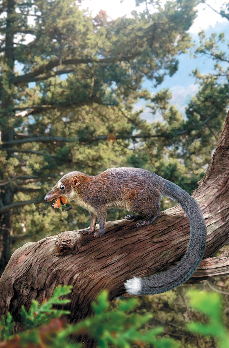 Иллюстрация к книге — Достающее звено. Книга 1. Обезьяна и все-все-все [i_043.jpg]