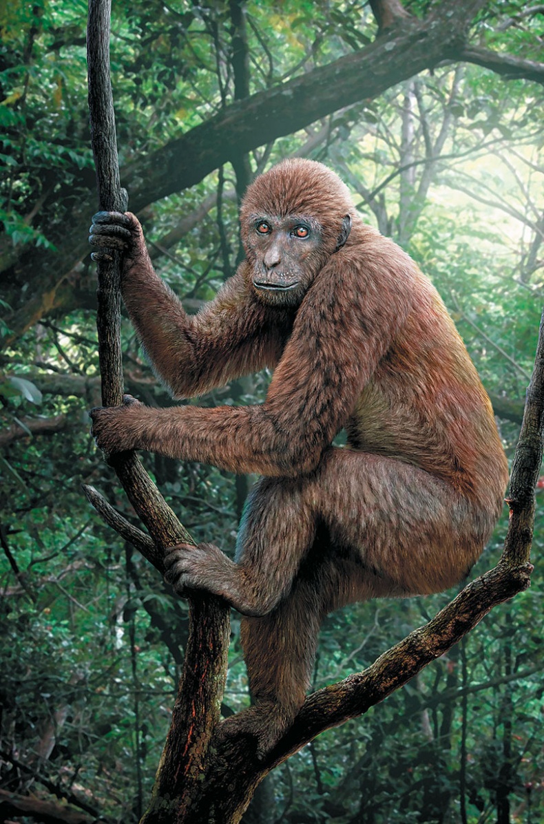 Иллюстрация к книге — Достающее звено. Книга 1. Обезьяна и все-все-все [i_046.jpg]