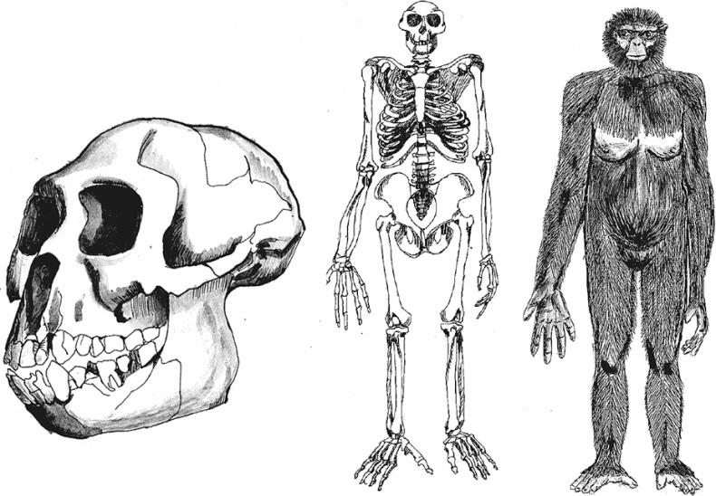 Иллюстрация к книге — Достающее звено. Книга 2. Люди [i_003.jpg]