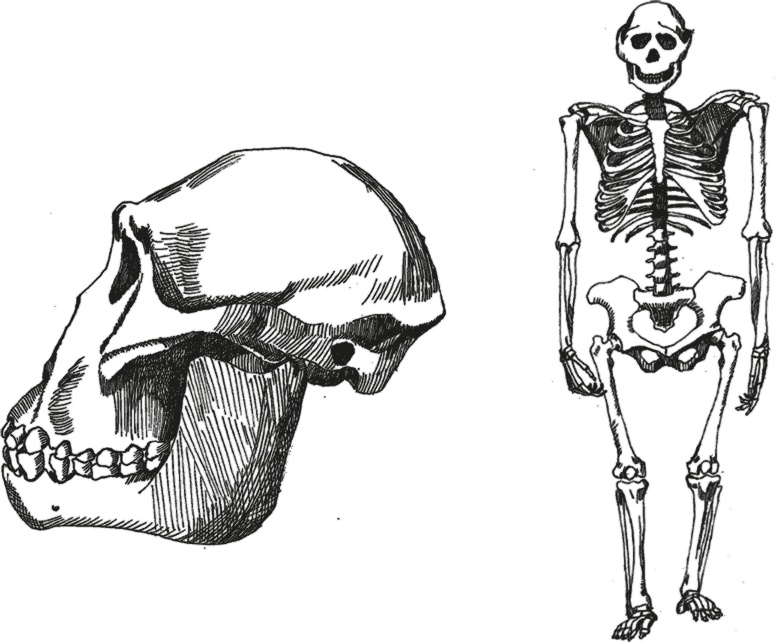 Иллюстрация к книге — Достающее звено. Книга 2. Люди [i_006.jpg]