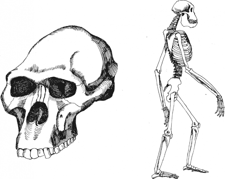 Иллюстрация к книге — Достающее звено. Книга 2. Люди [i_009.jpg]