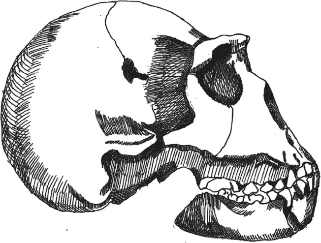 Иллюстрация к книге — Достающее звено. Книга 2. Люди [i_017.jpg]
