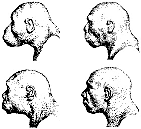 Иллюстрация к книге — Непослушное дитя биосферы. Беседы о поведении человека в компании птиц, зверей и детей [c01p02.jpg]