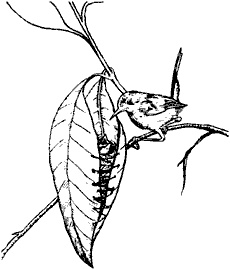 Иллюстрация к книге — Непослушное дитя биосферы. Беседы о поведении человека в компании птиц, зверей и детей [c01p04.jpg]