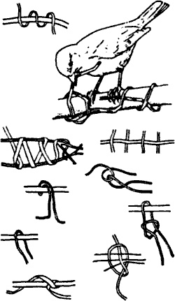 Иллюстрация к книге — Непослушное дитя биосферы. Беседы о поведении человека в компании птиц, зверей и детей [c01p06.jpg]