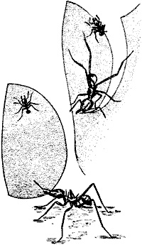 Иллюстрация к книге — Непослушное дитя биосферы. Беседы о поведении человека в компании птиц, зверей и детей [c01p10.jpg]