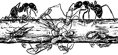 Иллюстрация к книге — Непослушное дитя биосферы. Беседы о поведении человека в компании птиц, зверей и детей [c01p14.jpg]