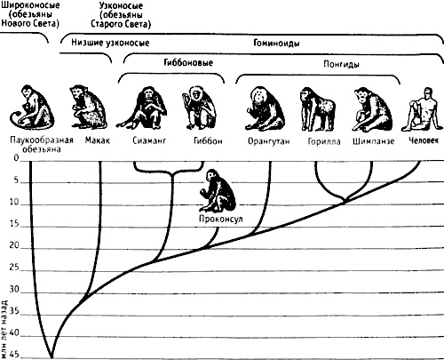 Иллюстрация к книге — Непослушное дитя биосферы. Беседы о поведении человека в компании птиц, зверей и детей [c02p03.jpg]