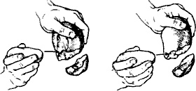 Иллюстрация к книге — Непослушное дитя биосферы. Беседы о поведении человека в компании птиц, зверей и детей [c02p21.jpg]