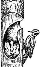 Иллюстрация к книге — Непослушное дитя биосферы. Беседы о поведении человека в компании птиц, зверей и детей [c02p22.jpg]