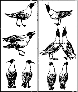 Иллюстрация к книге — Непослушное дитя биосферы. Беседы о поведении человека в компании птиц, зверей и детей [c03p03.jpg]